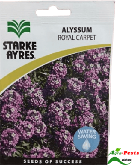 Picture of Alyssum Royal Carpet