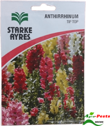 Picture of Anthirrhinum Tip Top
