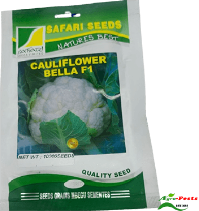 Picture of Bella F1 Cauliflower