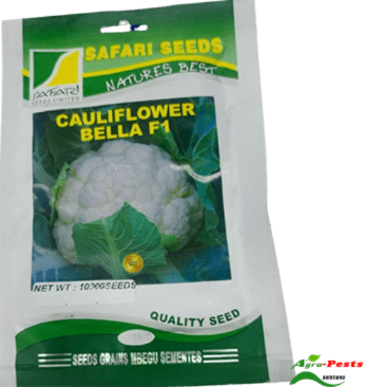 Picture of Bella F1 Cauliflower