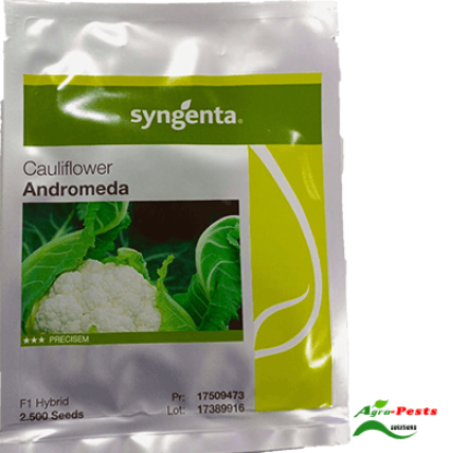 Picture of Cauliflower Andromeda