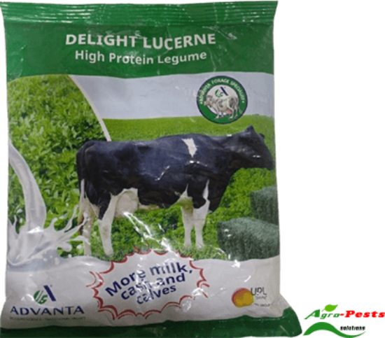 Picture of Delight Lucern