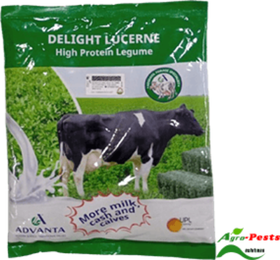 Picture of Delight Lucerne