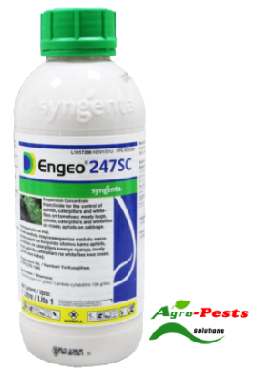 Picture of Engeo