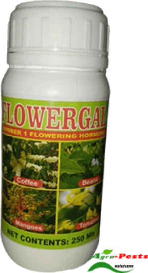 Picture of Flowergal