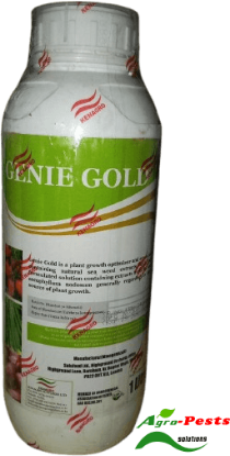Picture of Genie Gold