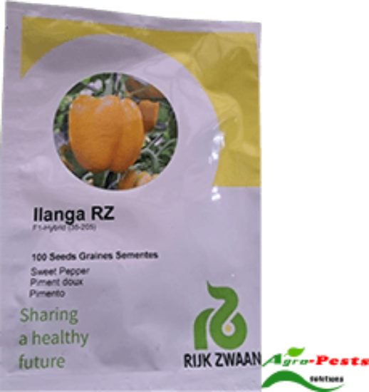 Picture of Ilanga RZ Yellow Pepper