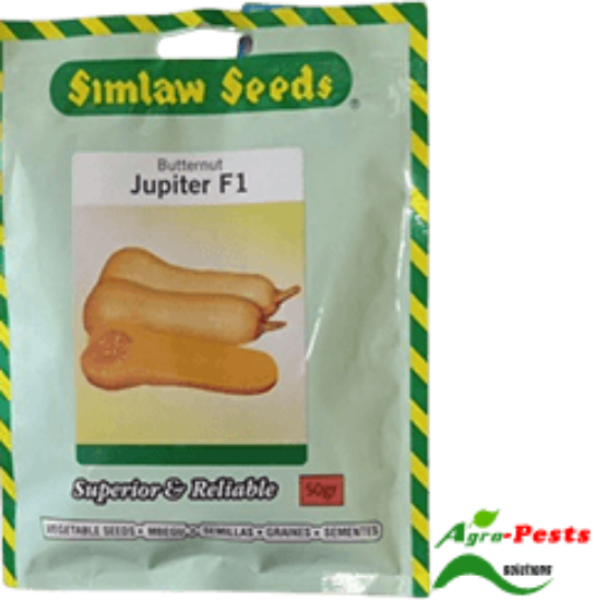 Picture of Jupiter F1 Butternut