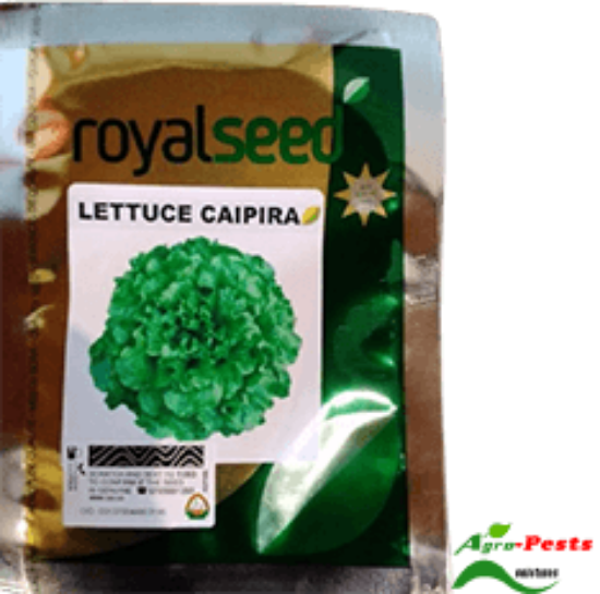 Picture of Lettuce Caipira