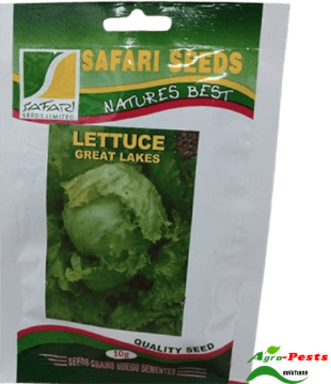 Picture of Lettuce Safari