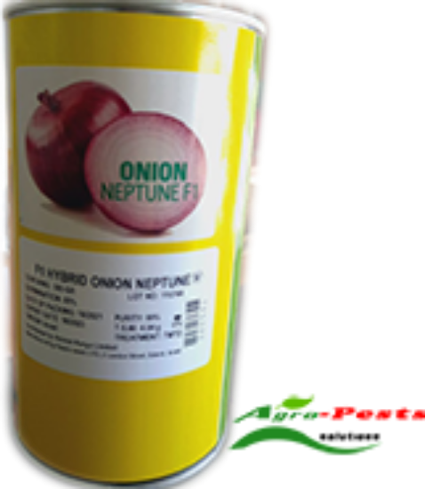 Picture of Neptune f1 onion
