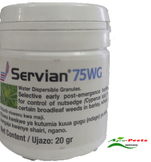 Picture of Servian