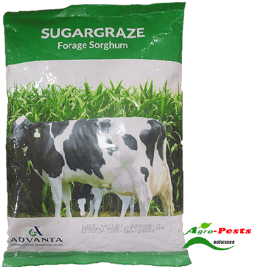 Picture of Sugargraze Forage Sorghum 1kg
