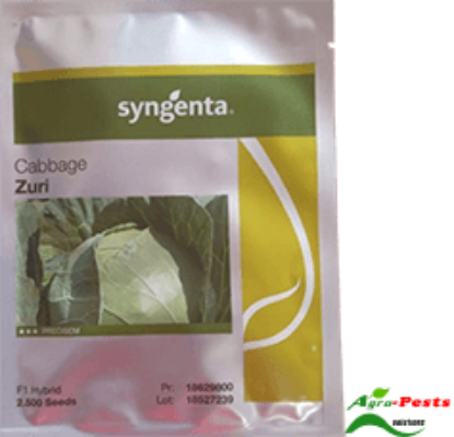 Picture of Zuri Cabbage